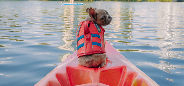 dog in a life jacket on board the boat