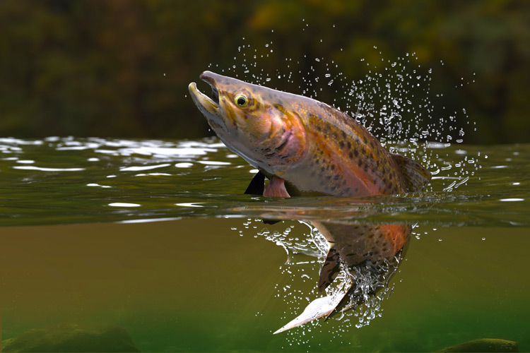 rainbow trout in water