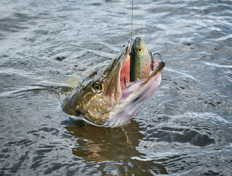 fish jumping out of a river