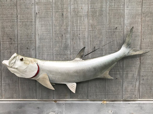 tarpon fiberglass replica