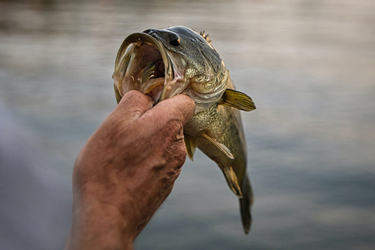 largemouth bass on fishing line