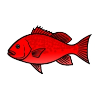 red snapper