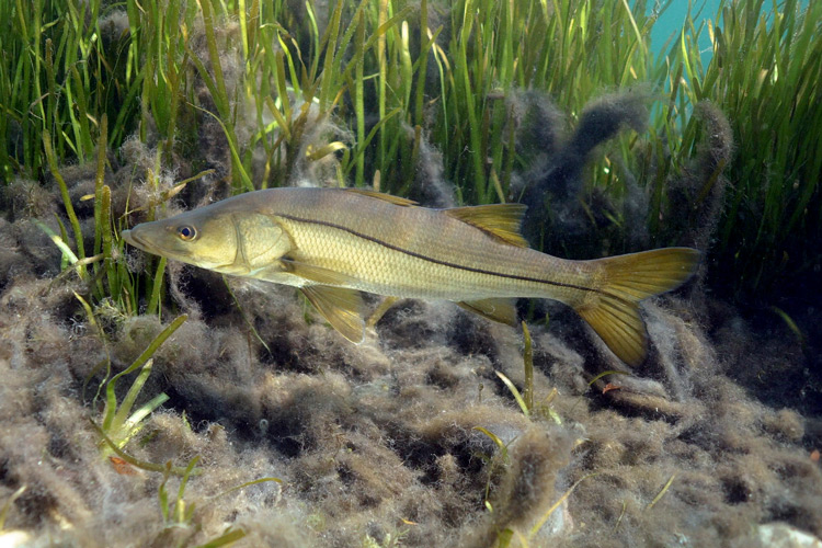 snook fish swimming underwater