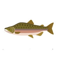 sea trout