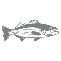 striped bass