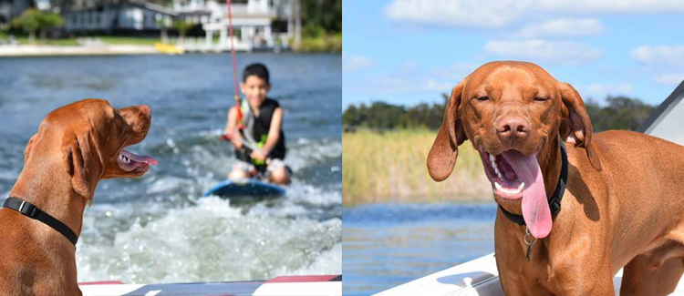 dog rides on boat while child wakeboards