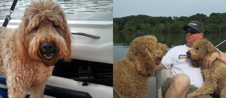 tow dogs spend time on the boat with owner