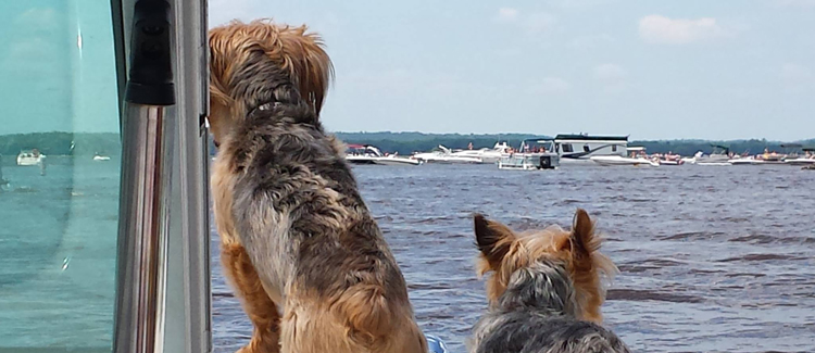 two yorkshire terriers on boat look at water