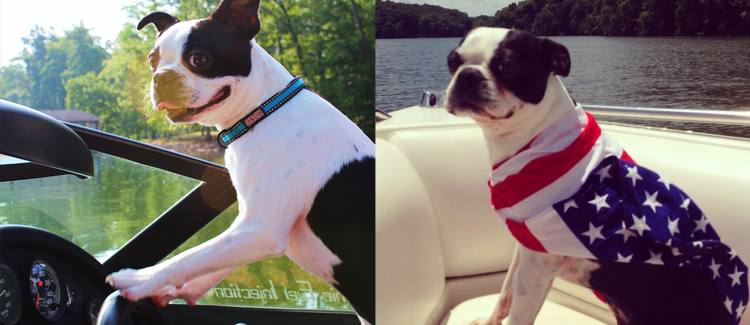 dog sits on boat