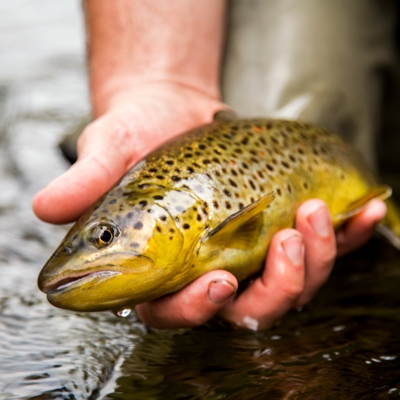 person holding brown trout