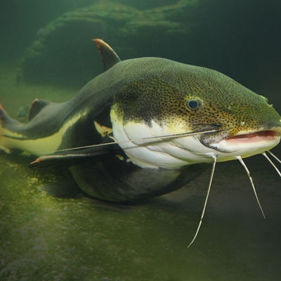 catfish swimming underwater