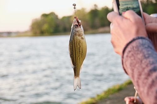 fish with cut bait