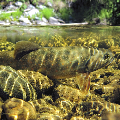 fish swimming under water's surface