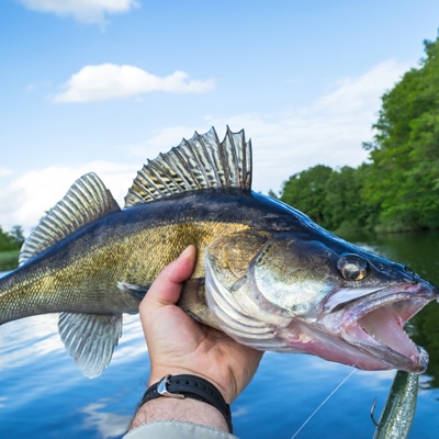 person holding a walleye fish